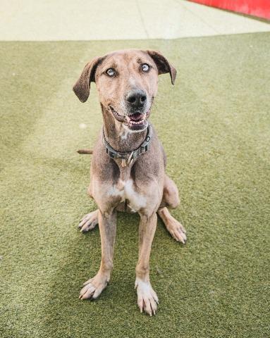 Neon, an adoptable Catahoula Leopard Dog, Greyhound in Vancouver, BC, V5M 2Y3 | Photo Image 5