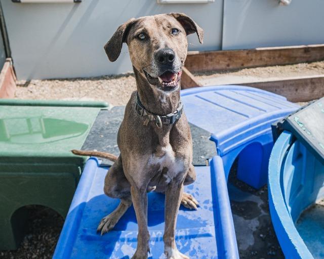 Neon, an adoptable Catahoula Leopard Dog, Greyhound in Vancouver, BC, V5M 2Y3 | Photo Image 6
