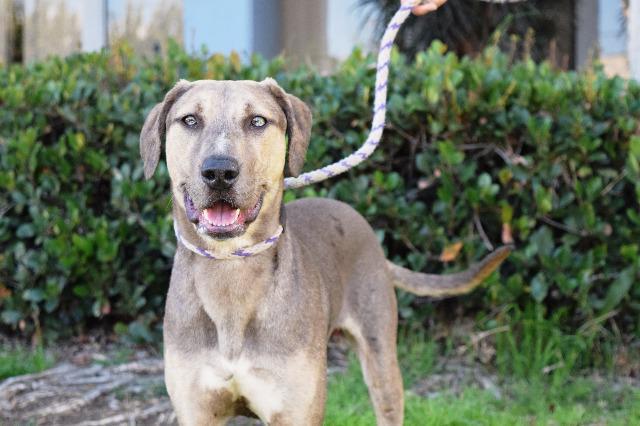 Neon, an adoptable Catahoula Leopard Dog, Greyhound in Vancouver, BC, V5M 2Y3 | Photo Image 7