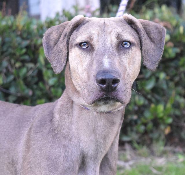 Neon, an adoptable Catahoula Leopard Dog, Greyhound in Vancouver, BC, V5M 2Y3 | Photo Image 5