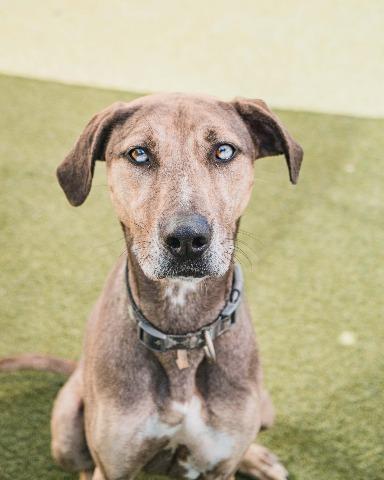 Neon, an adoptable Catahoula Leopard Dog, Greyhound in Vancouver, BC, V5M 2Y3 | Photo Image 6