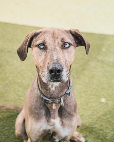 Neon, an adoptable Catahoula Leopard Dog, Greyhound in Vancouver, BC, V5M 2Y3 | Photo Image 9