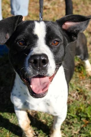 Heron, an adoptable Basset Hound, Boston Terrier in San Diego, CA, 92117 | Photo Image 1