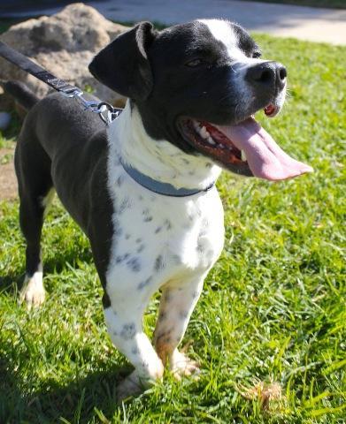 Heron, an adoptable Basset Hound, Boston Terrier in San Diego, CA, 92117 | Photo Image 2