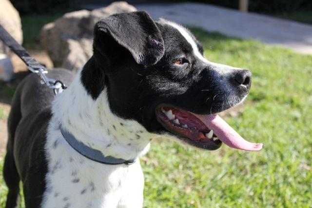 Heron, an adoptable Basset Hound, Boston Terrier in San Diego, CA, 92117 | Photo Image 3