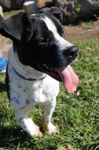 Heron, an adoptable Basset Hound, Boston Terrier in San Diego, CA, 92117 | Photo Image 4