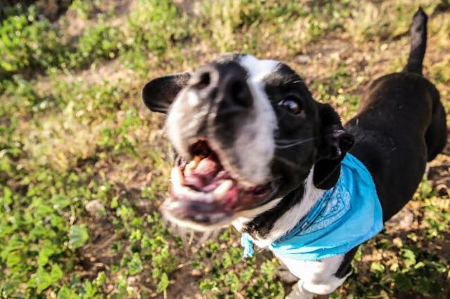 Heron, an adoptable Basset Hound, Boston Terrier in San Diego, CA, 92117 | Photo Image 5