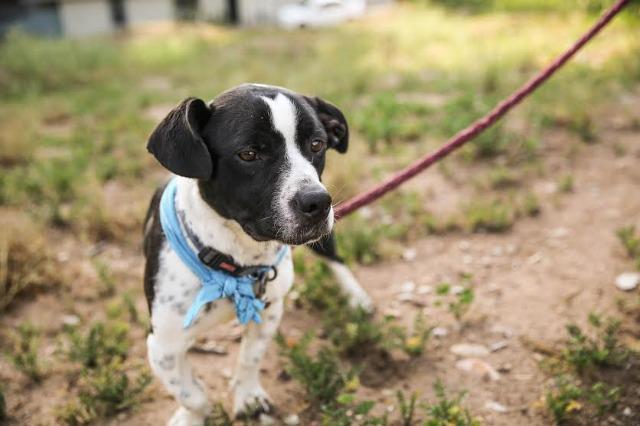 Heron, an adoptable Basset Hound, Boston Terrier in San Diego, CA, 92117 | Photo Image 6