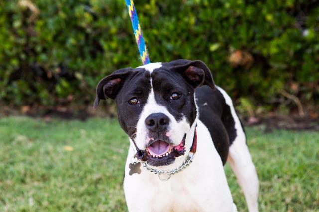 Pfeifer, an adoptable Boxer, Pointer in San Diego, CA, 92117 | Photo Image 1