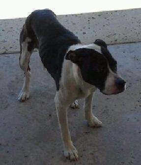 Pfeifer, an adoptable Boxer, Pointer in San Diego, CA, 92117 | Photo Image 2