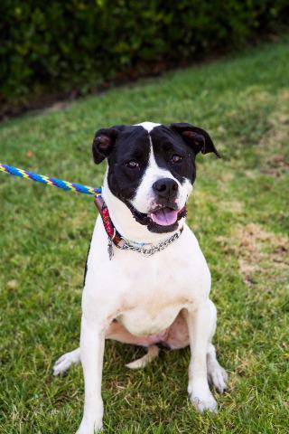 Pfeifer, an adoptable Boxer, Pointer in San Diego, CA, 92117 | Photo Image 3