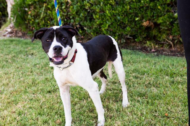 Pfeifer, an adoptable Boxer, Pointer in San Diego, CA, 92117 | Photo Image 4