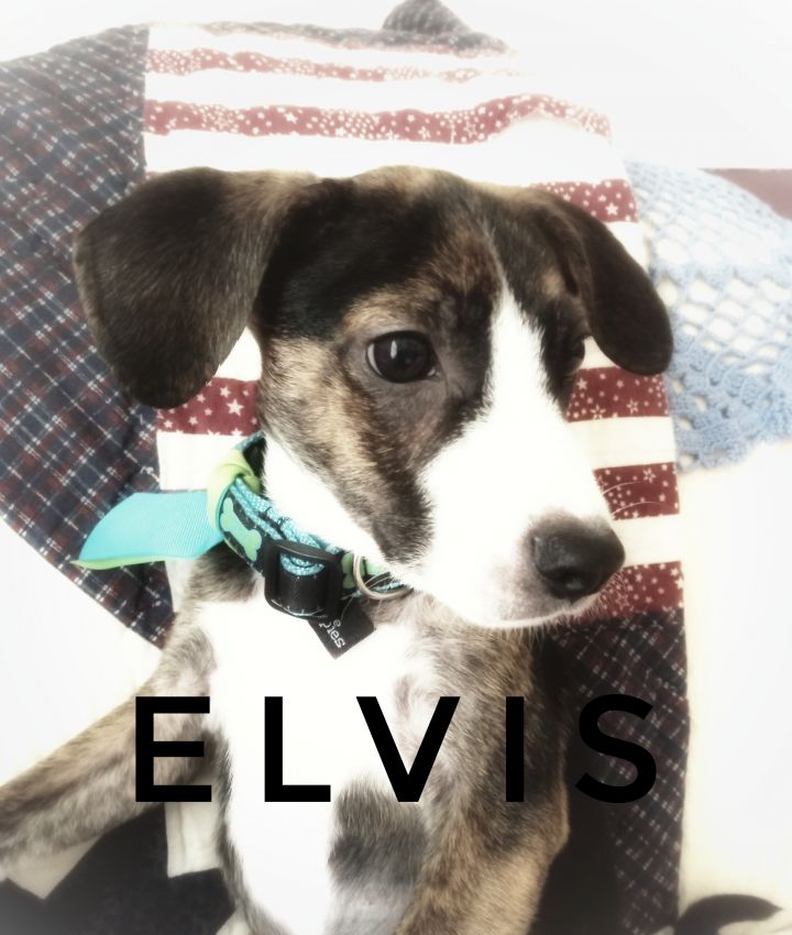 Elvis 5