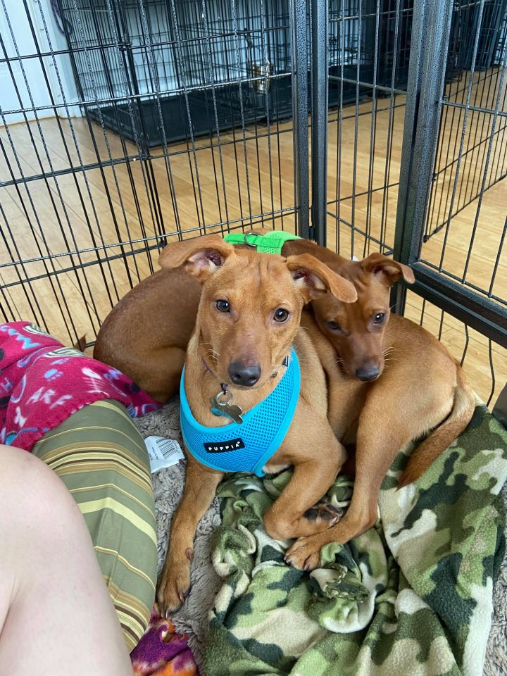 Itsy&Betty ( a bonded pair!), an adopted Miniature Pinscher Mix in Highland, MD_image-1