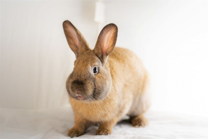 Rumlow, an adoptable Bunny Rabbit & American Mix in Milwaukie, OR_image-1