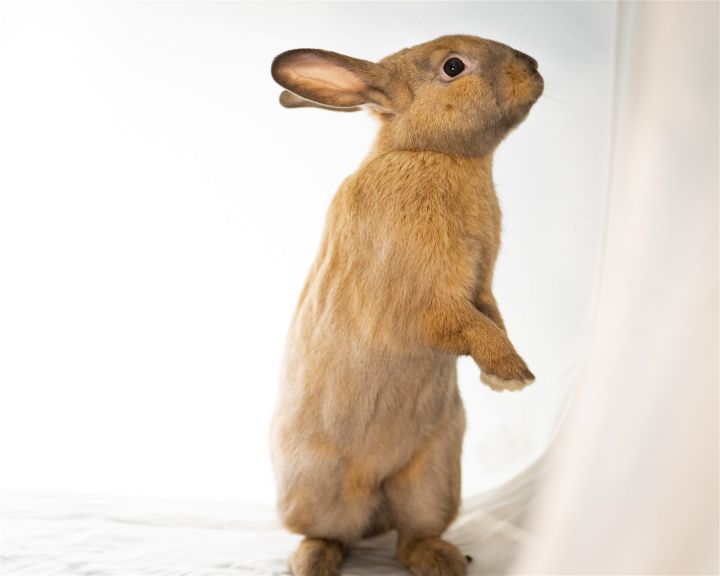 Rumlow, an adoptable Bunny Rabbit & American Mix in Milwaukie, OR_image-2
