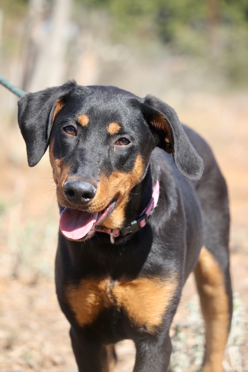 Dog for adoption Abby, a Doberman Pinscher Mix in Fillmore, CA