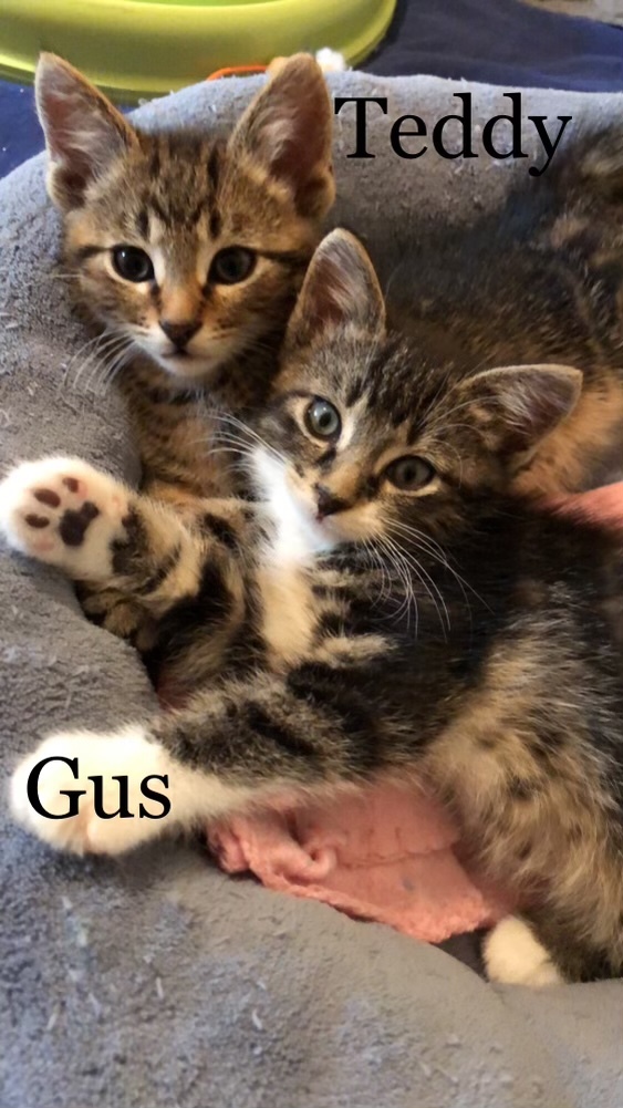 Teddy and Gus 3