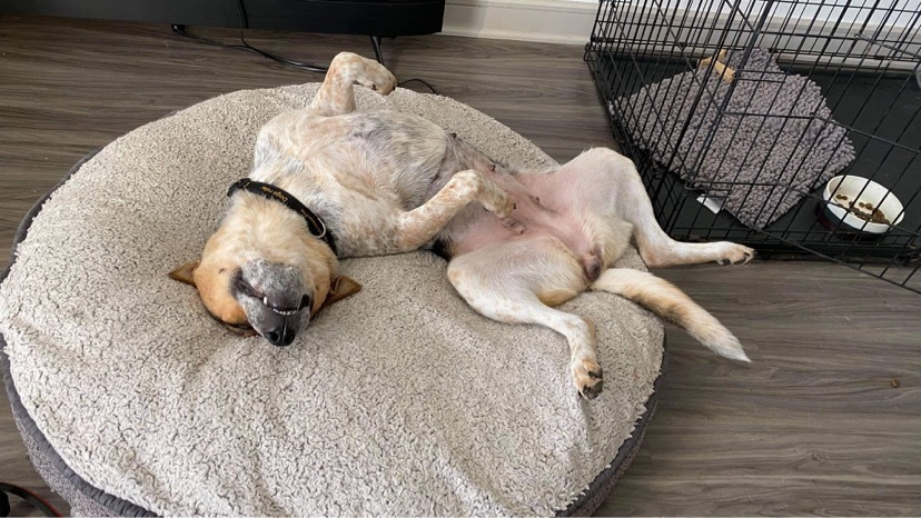 Dog for adoption - Ziva, an Australian Cattle Dog / Blue Heeler Mix in Enfield, CT | Petfinder