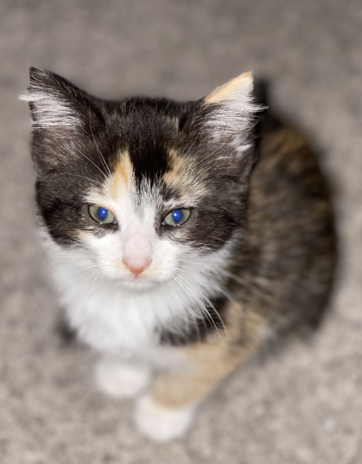 Maggie, an adopted Calico & Domestic Short Hair Mix in Sterling Heights, MI_image-2