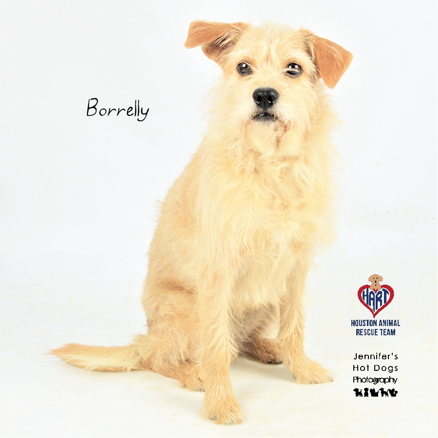 Borrelly, an adoptable Terrier, Border Terrier in Hockley, TX, 77447 | Photo Image 2