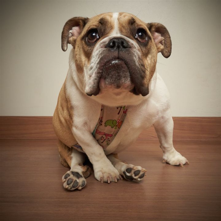 Dog for adoption Nini *SPECIAL NEEDS* D201460, an