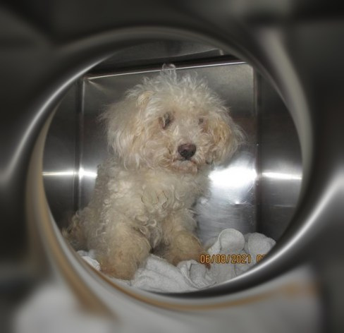 Adopted!! Heathcliff - IL 3
