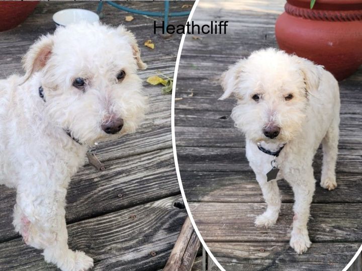 Adopted!! Heathcliff - IL 4