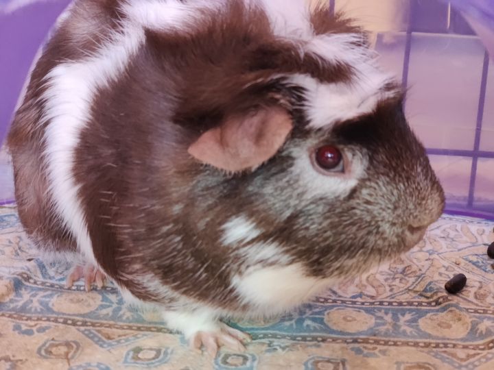 Oreo, an adopted Guinea Pig in Bellingham, WA_image-2