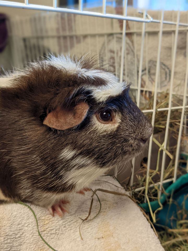Oreo, an adopted Guinea Pig in Bellingham, WA_image-5