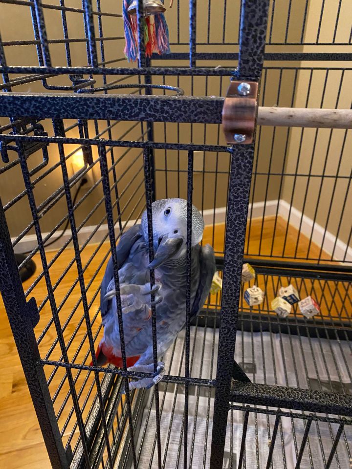 Lola, an adopted African Grey in North Babylon, NY_image-4