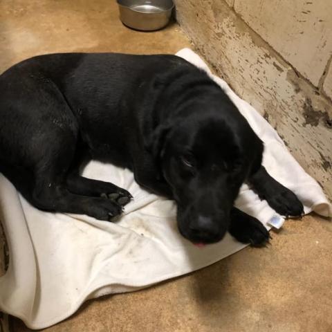 Dog For Adoption Jabo Apollo A Labrador Retriever In Cleveland Ms Petfinder