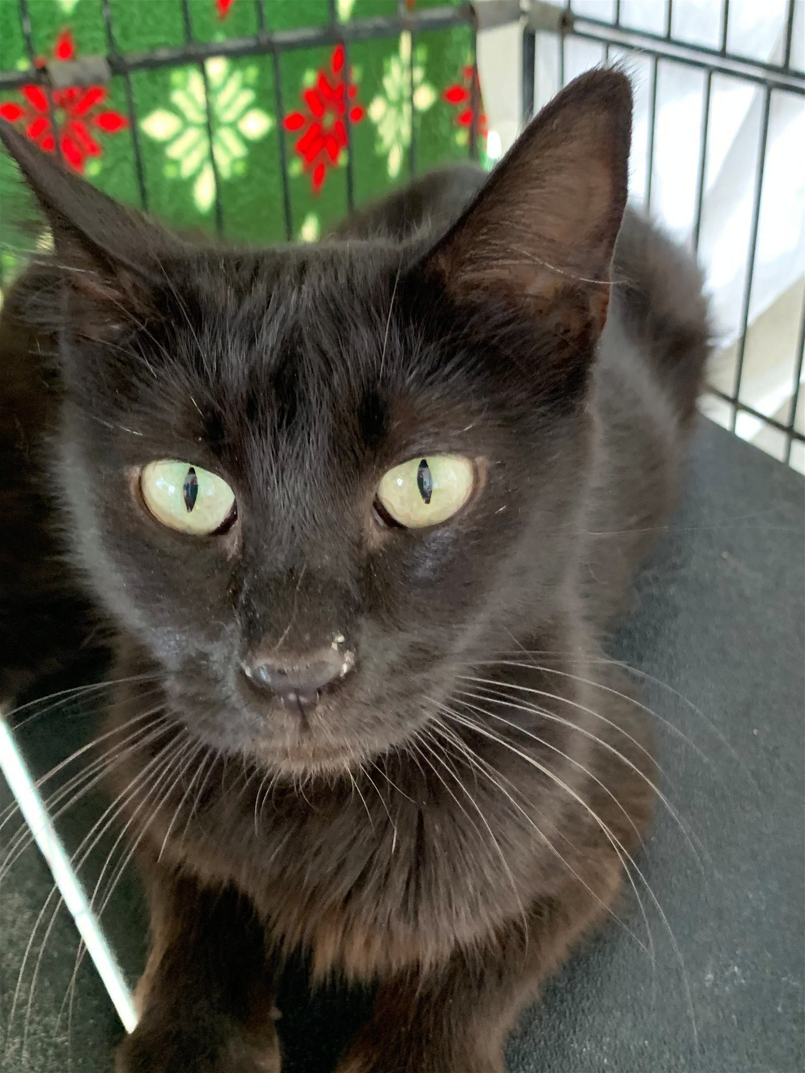 Moon, an adoptable Domestic Short Hair in Redding, CA, 96099 | Photo Image 1