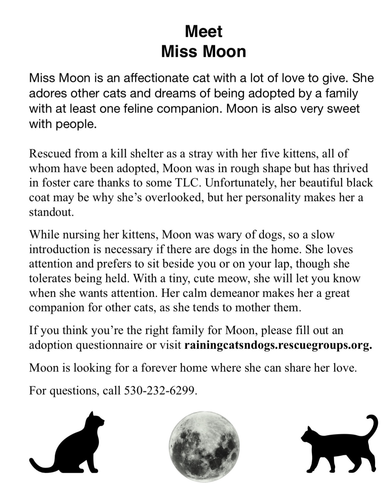 Moon, an adoptable Domestic Short Hair in Redding, CA, 96099 | Photo Image 2