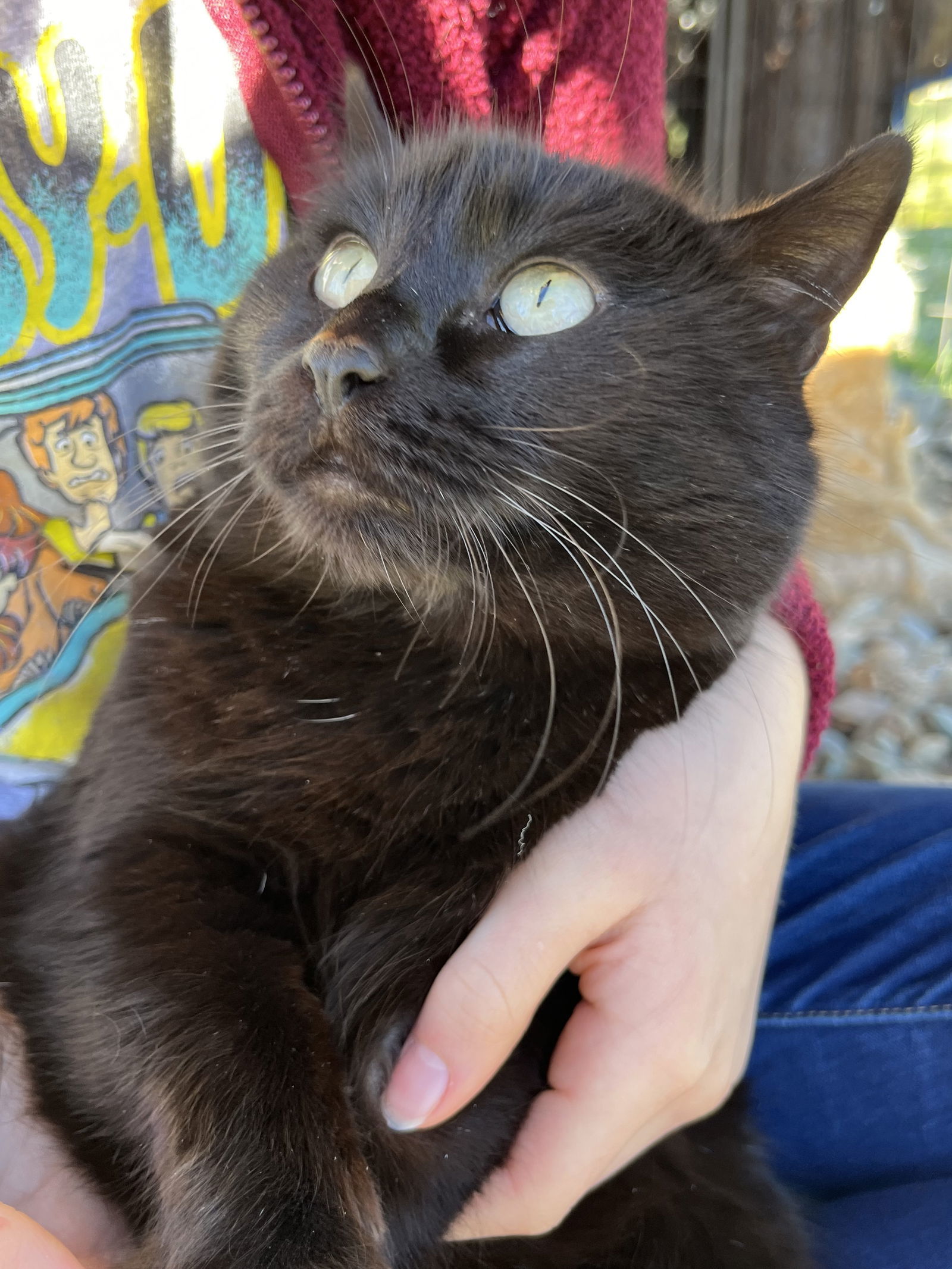 Moon, an adoptable Domestic Short Hair in Redding, CA, 96099 | Photo Image 3