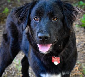 Elvira, Mistress of the Bark