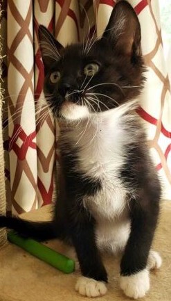 Suds FFPR, an adoptable Domestic Short Hair in Walnut Creek, CA, 94598 | Photo Image 2