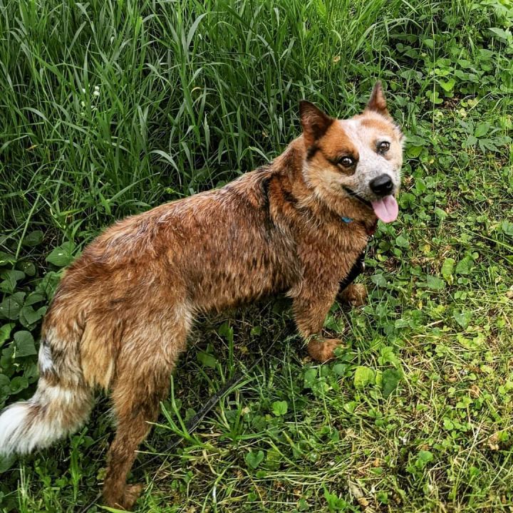 Saffron, an adopted Australian Cattle Dog / Blue Heeler in Canandaigua, NY_image-2