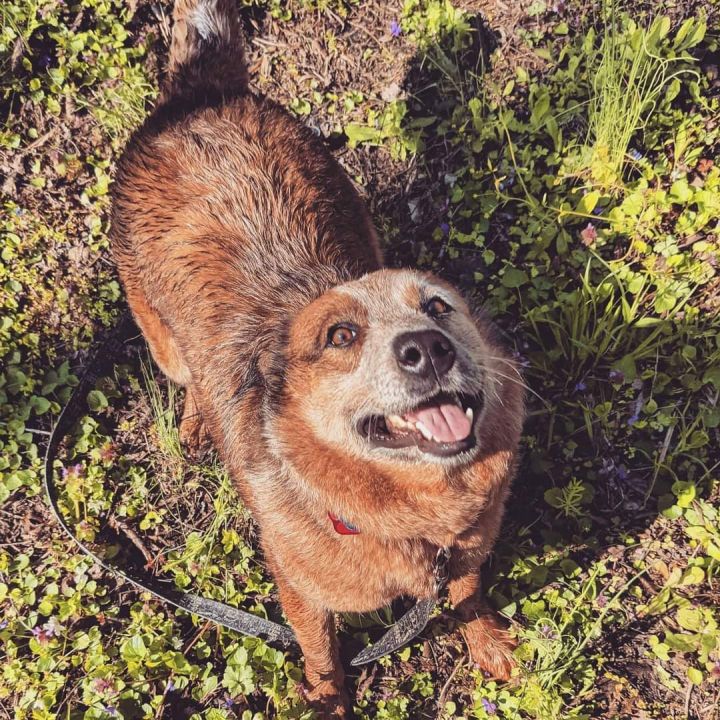Saffron, an adoptable Australian Cattle Dog / Blue Heeler in Canandaigua, NY_image-4