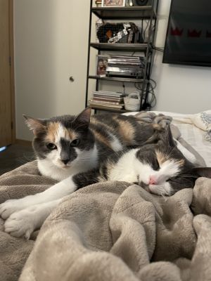 Venus & Serena (Bonded Pair) - Pending Adoption