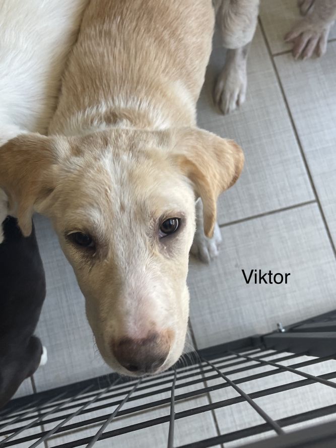 Viktor