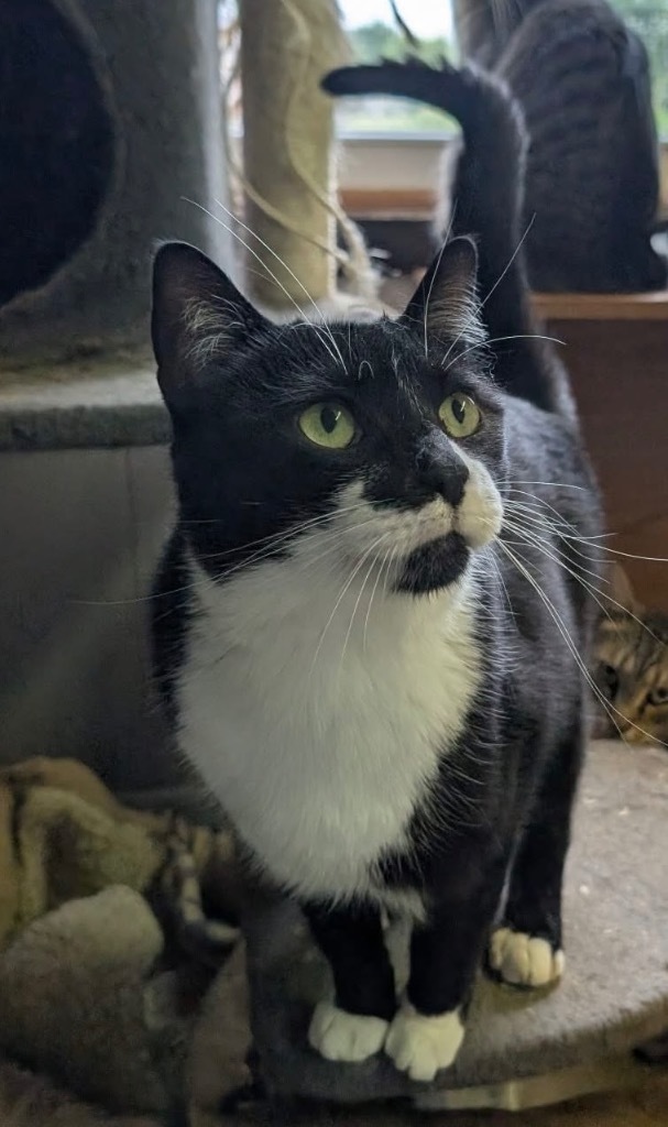 Blip, an adoptable Domestic Short Hair in Portland, IN, 47371 | Photo Image 1