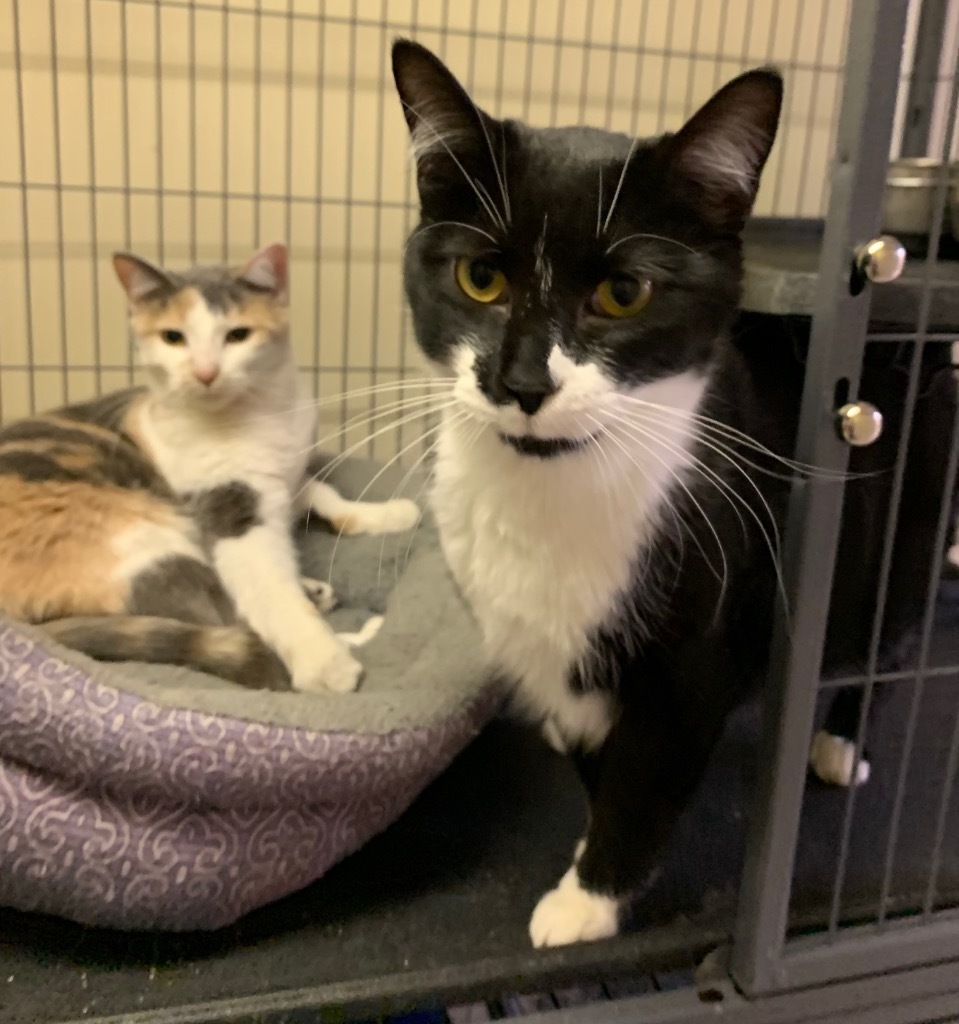 Blip, an adoptable Domestic Short Hair in Portland, IN, 47371 | Photo Image 3