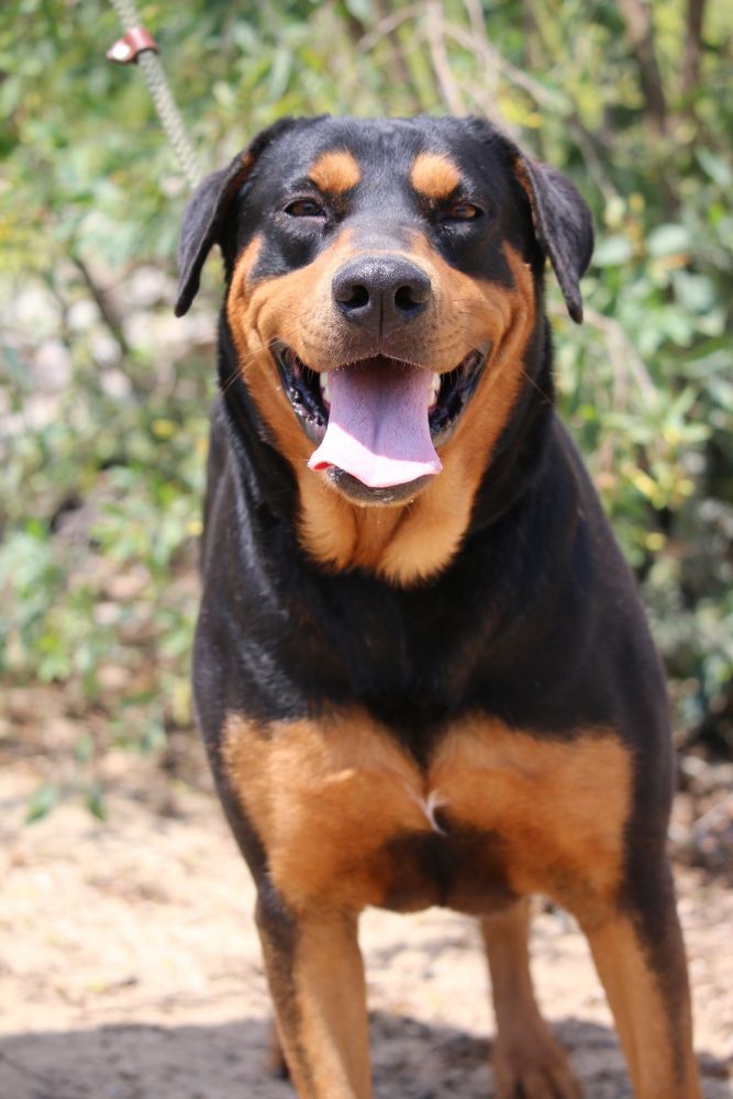 are rottweilers soberman mix easy to train