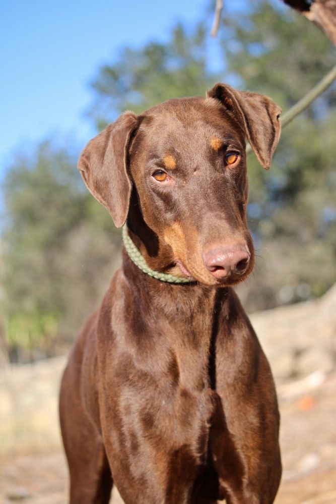 Dog for adoption Rudy a Doberman Pinscher in Fillmore CA