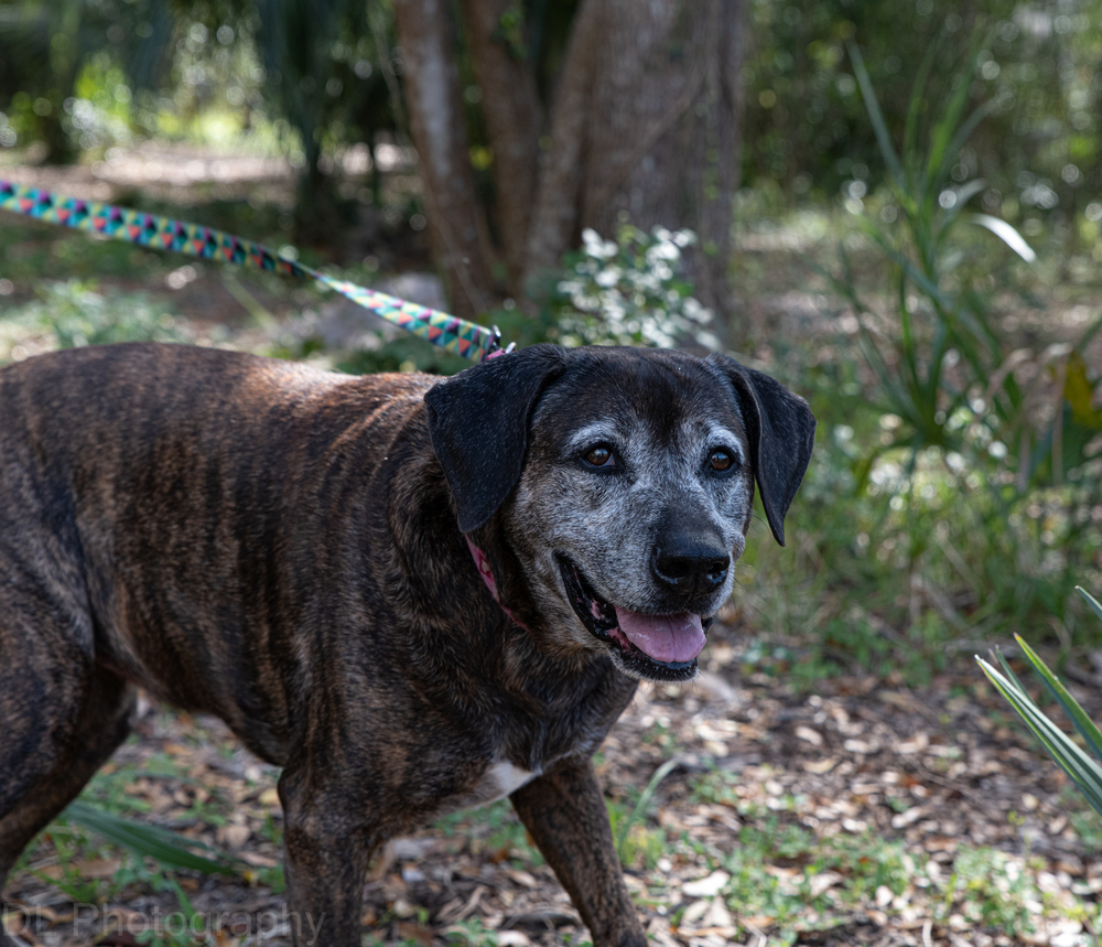 Tiger Lily, an adoptable Plott Hound, Catahoula Leopard Dog in Orlando, FL, 32810 | Photo Image 2