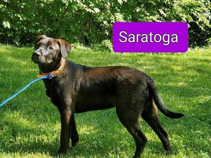 Saratoga 2