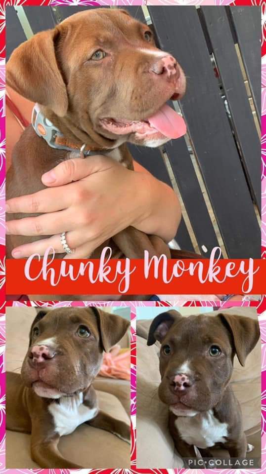 Chunky Monkey 2