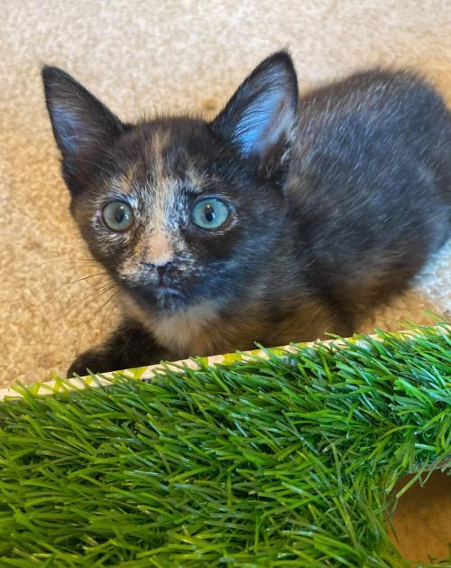 Blue, an adopted Tortoiseshell in Oakboro , NC_image-1