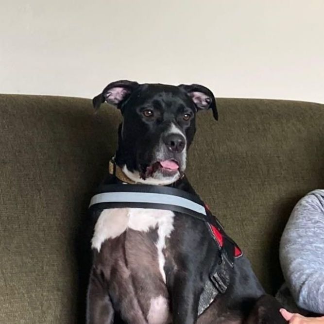 Dog for adoption Duck, a Great Dane & American Staffordshire Terrier